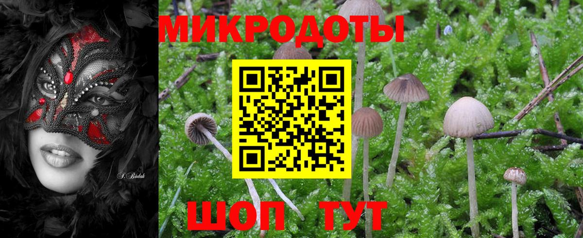 Псилоцибиновые грибы Psilocybe Новоалтайск